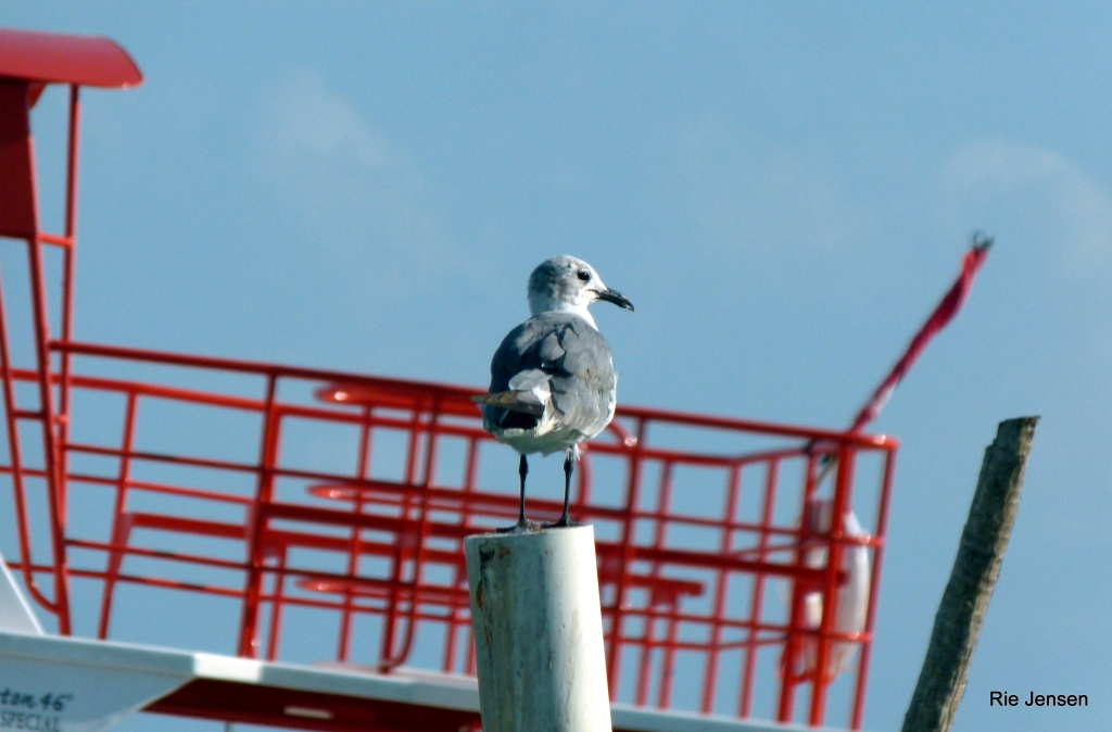 A gull of the species Laughing gull seen at the pier on Caye Caulker