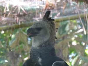 A beautiful Harpy eagle from the Belize zoo
