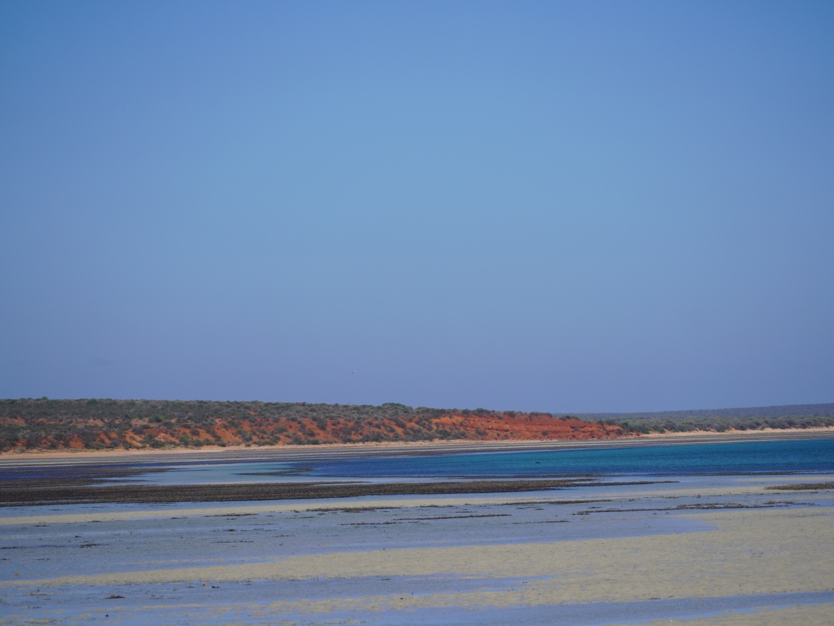 Must see nature and wildlife experiences in Shark Bay, Western Australia