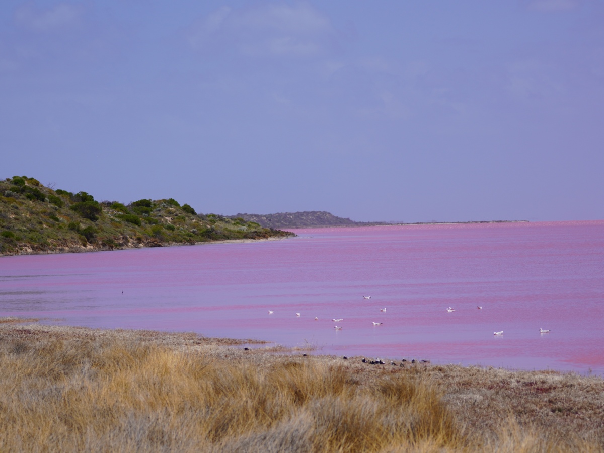 Western Australia: The Pink Lake – Hutt Lagoon in Port Gregory