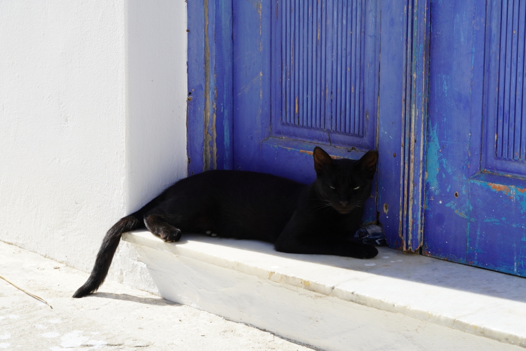 Santorini cat
